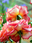 月季花