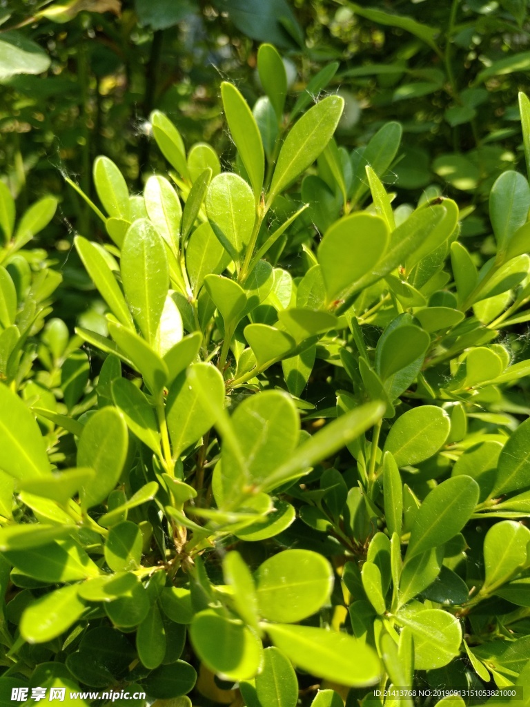 绿植绿叶树叶