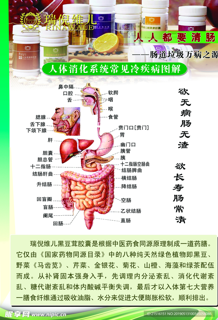 消化系统图