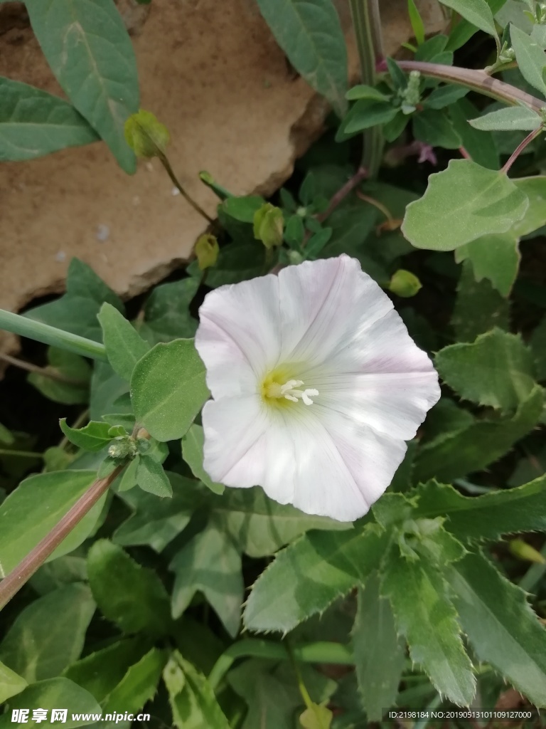 牵牛花