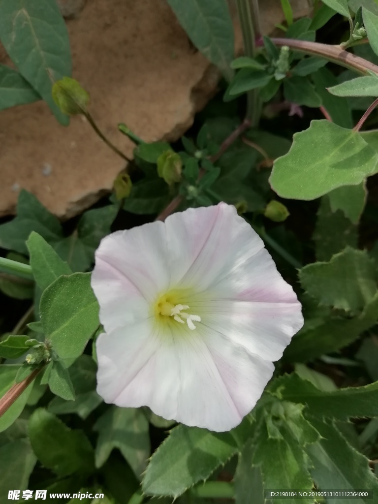 牵牛花