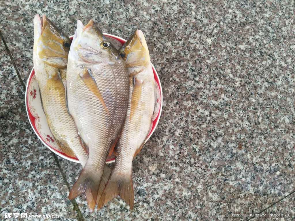 花兰鱼 鱼 鲜鱼 深海鱼