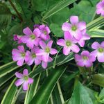 野花 蜜蜂 紫色 清晨 画面