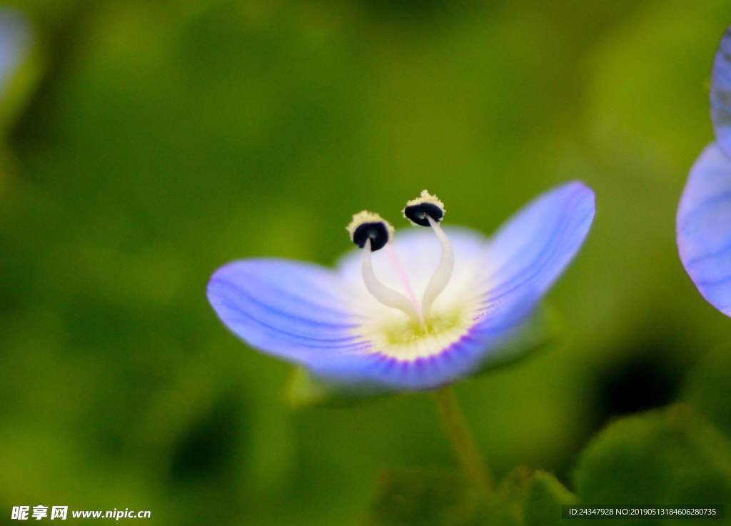 野花 蜜蜂 紫色 清晨 画面