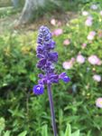 鼠尾草
