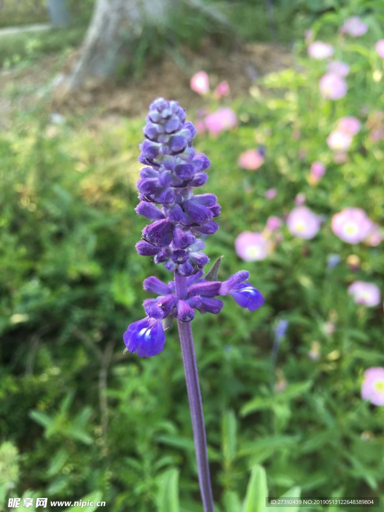 鼠尾草