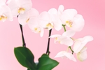 康乃馨 紫色 花束 礼品 装饰