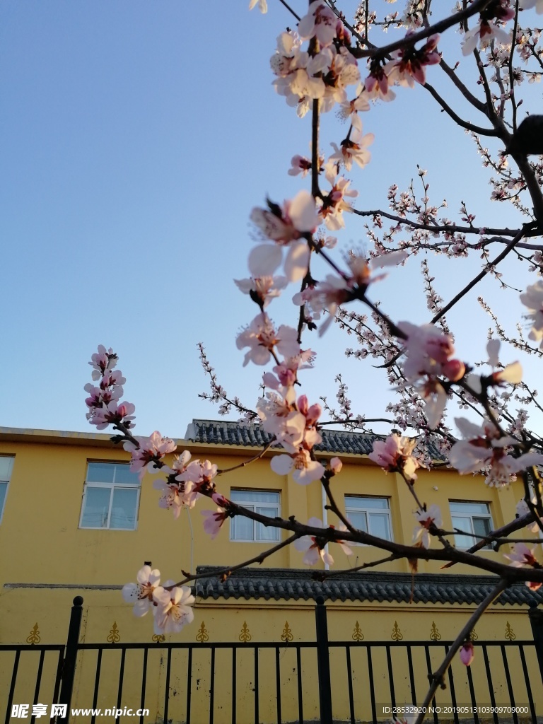 桃花
