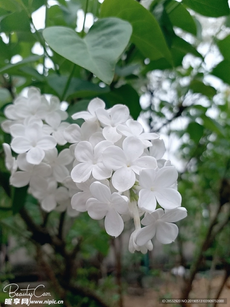 丁香花