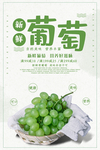 葡萄海报