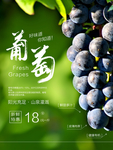 葡萄海报
