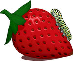 草莓  水果  毛毛虫