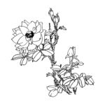 月季花
