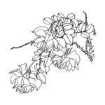 月季花