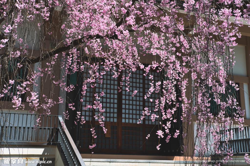 樱花