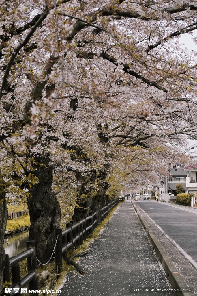 樱花