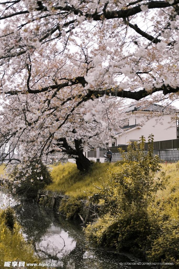 樱花