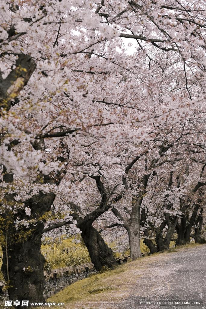 樱花