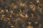 黄花