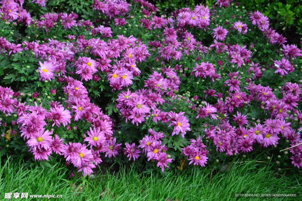 菊花