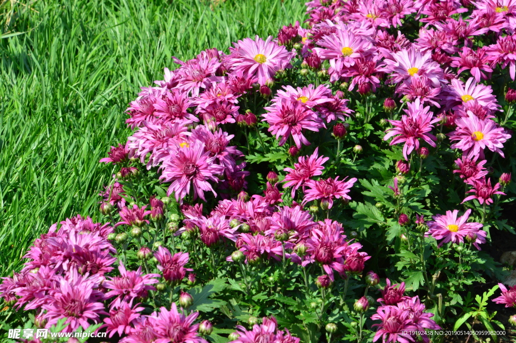 菊花