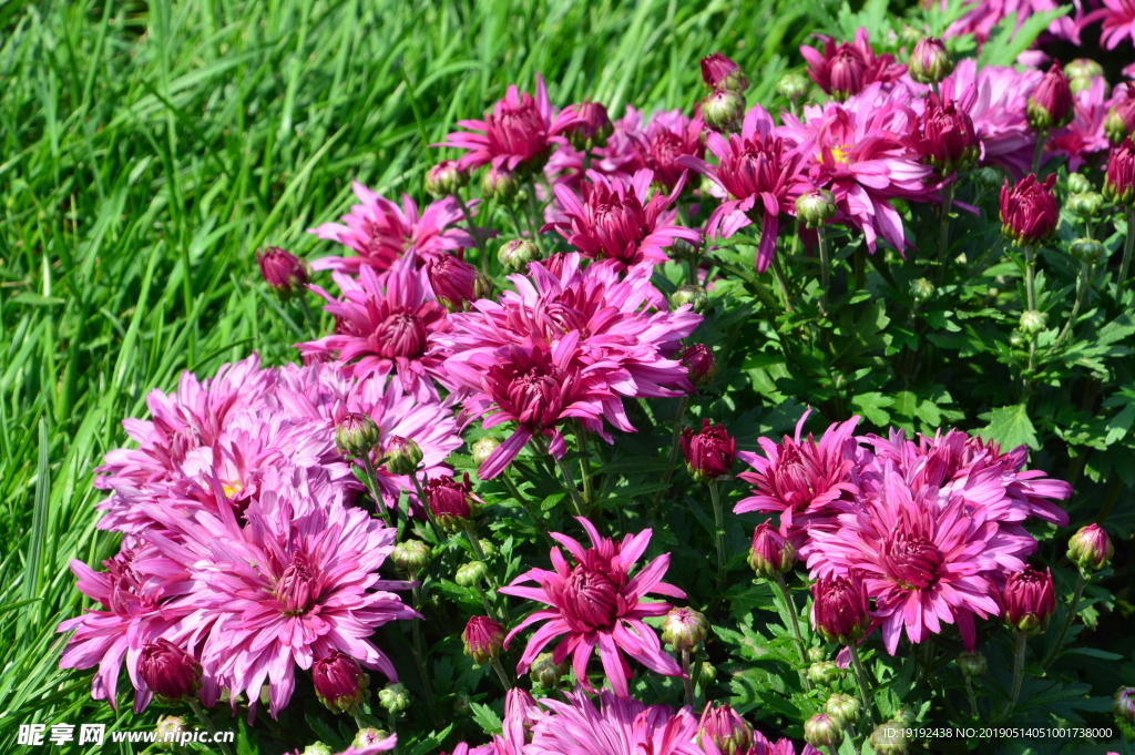 菊花