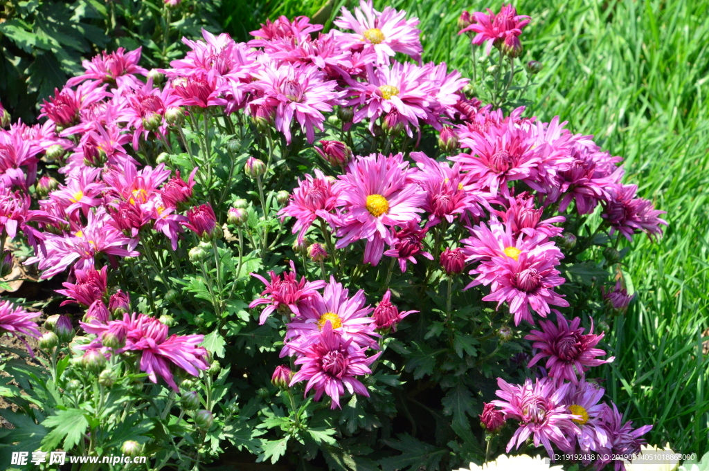 菊花
