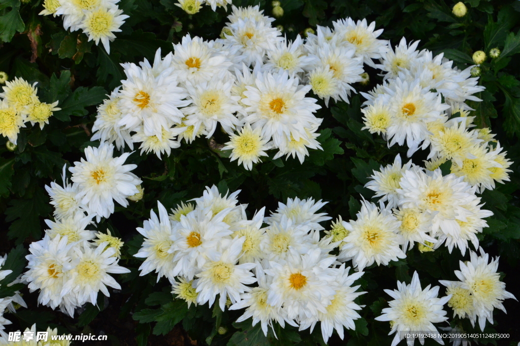 菊花