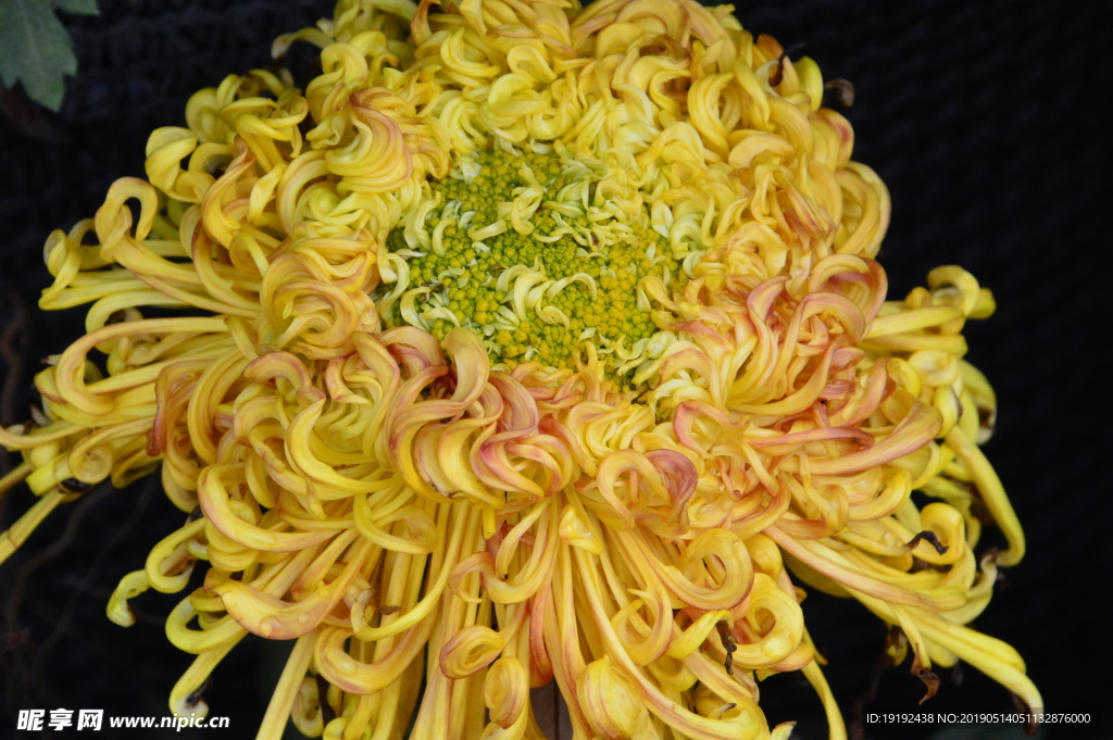 菊花