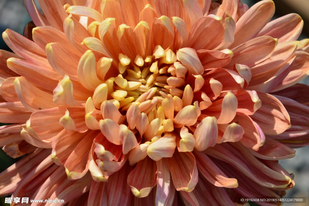 菊花