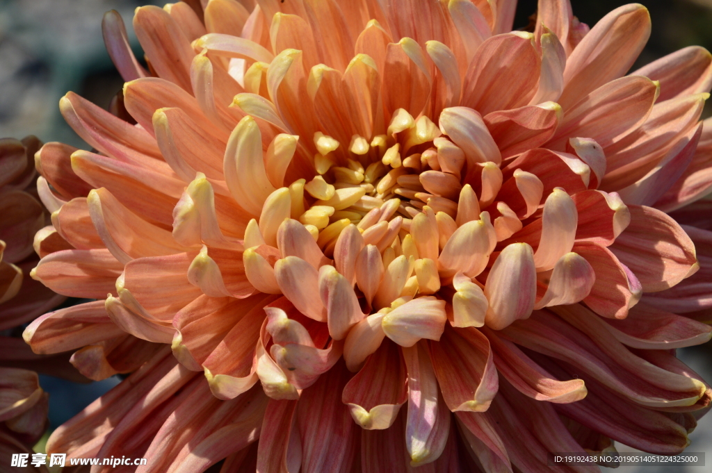 菊花