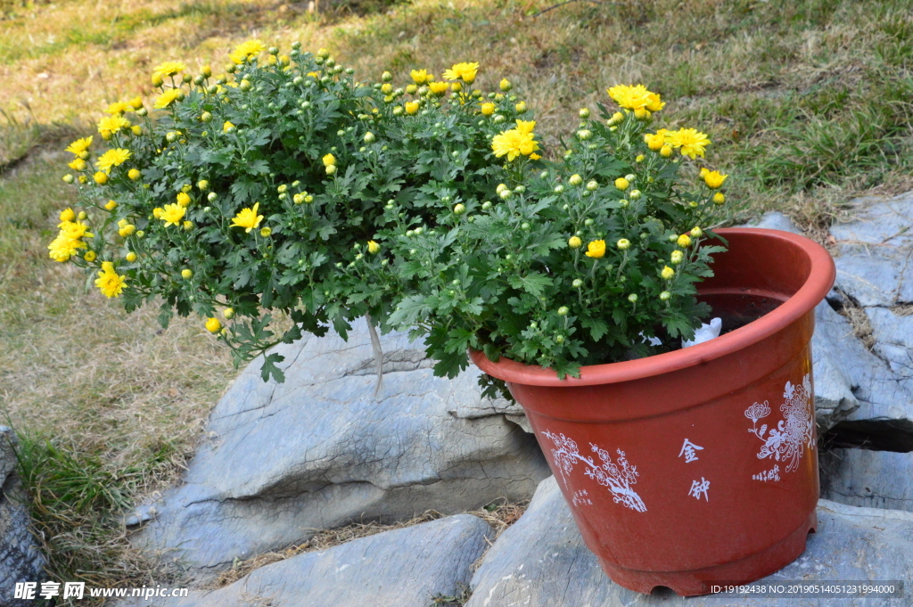 菊花