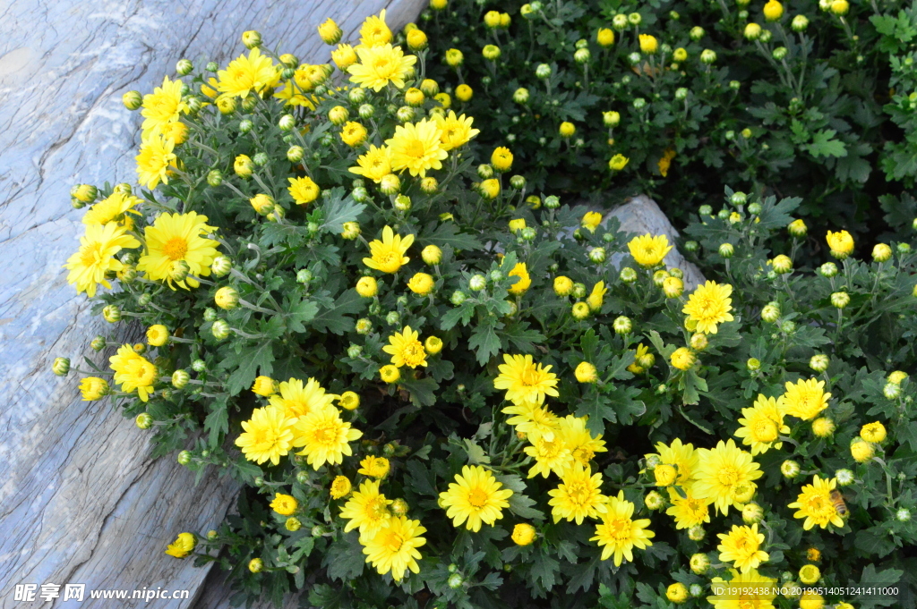 菊花