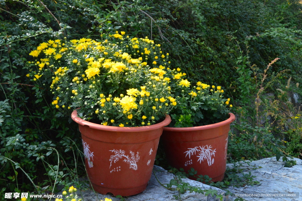 菊花