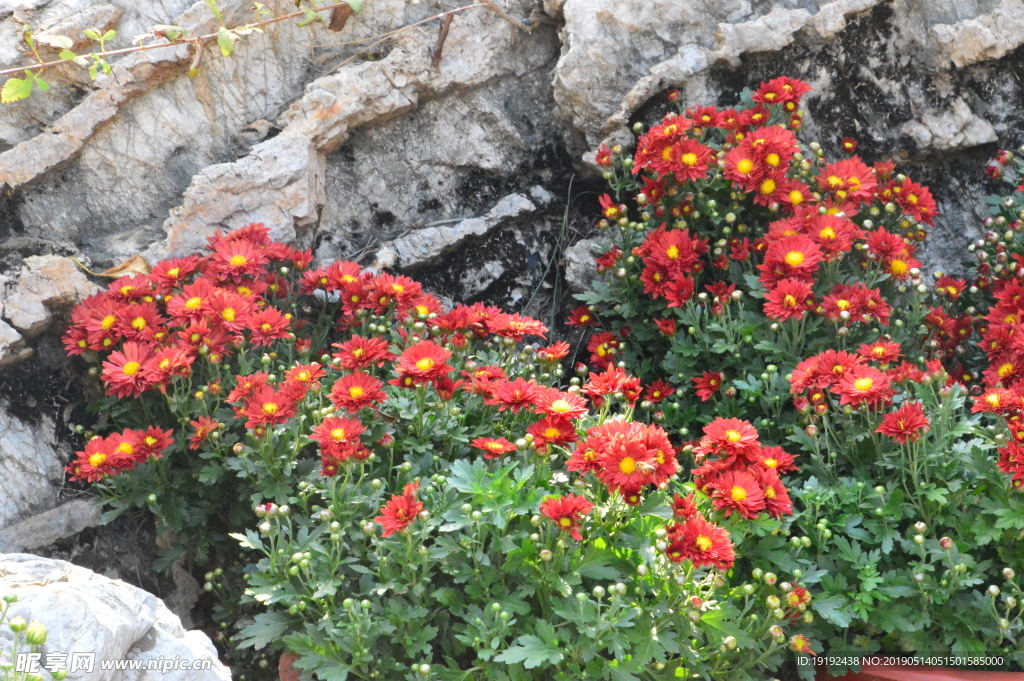 菊花