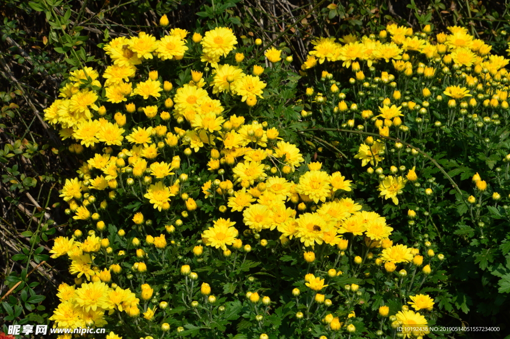 菊花