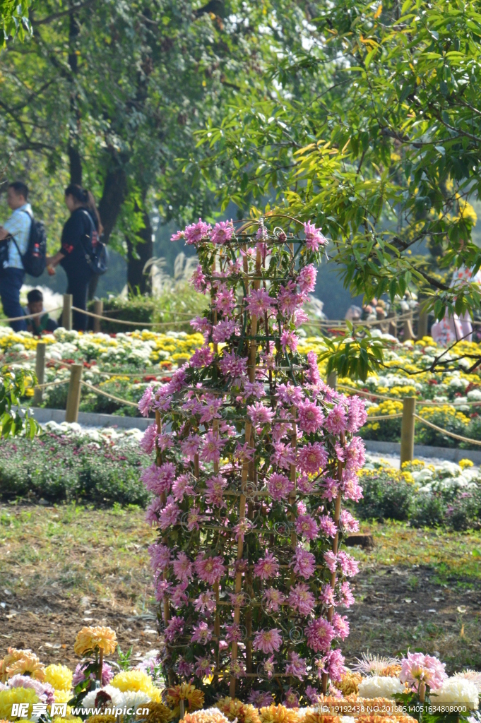 菊花