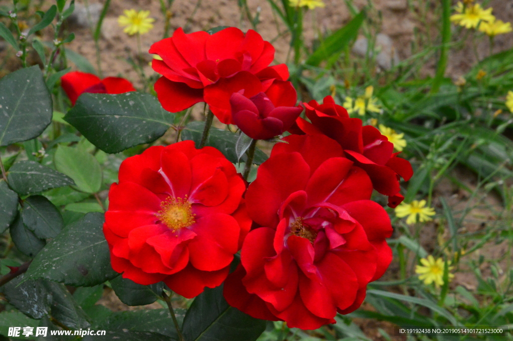 月季花
