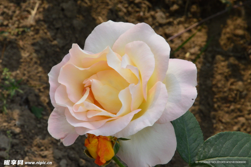 月季花