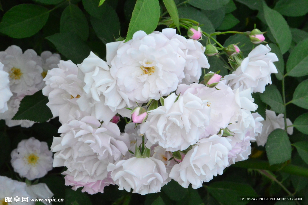 月季花