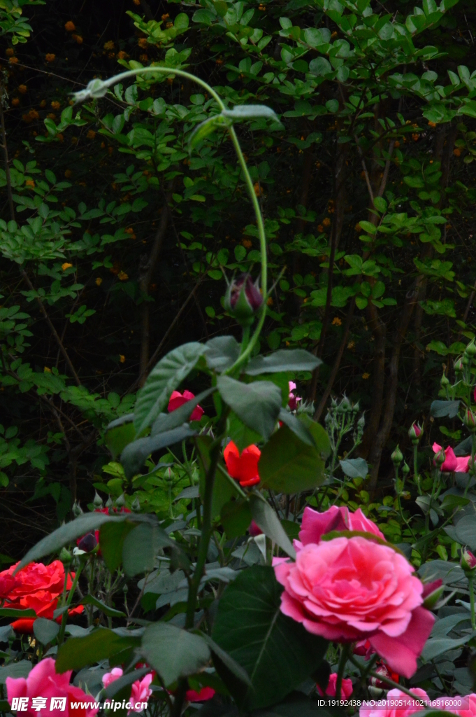 月季花