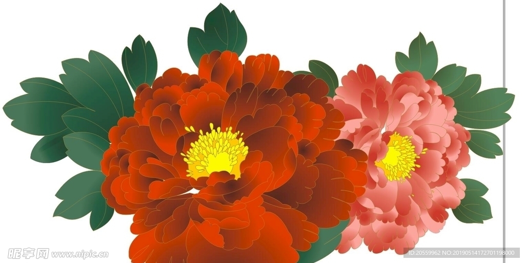 牡丹花