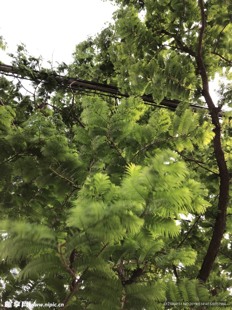 树