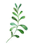 植物