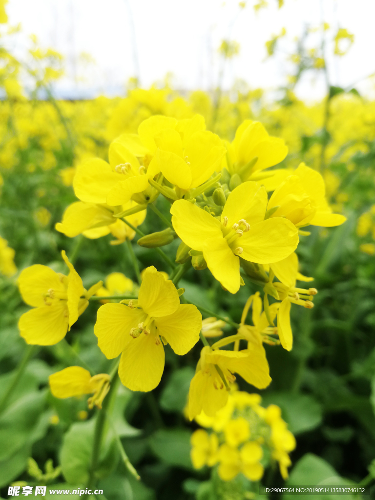 油菜花