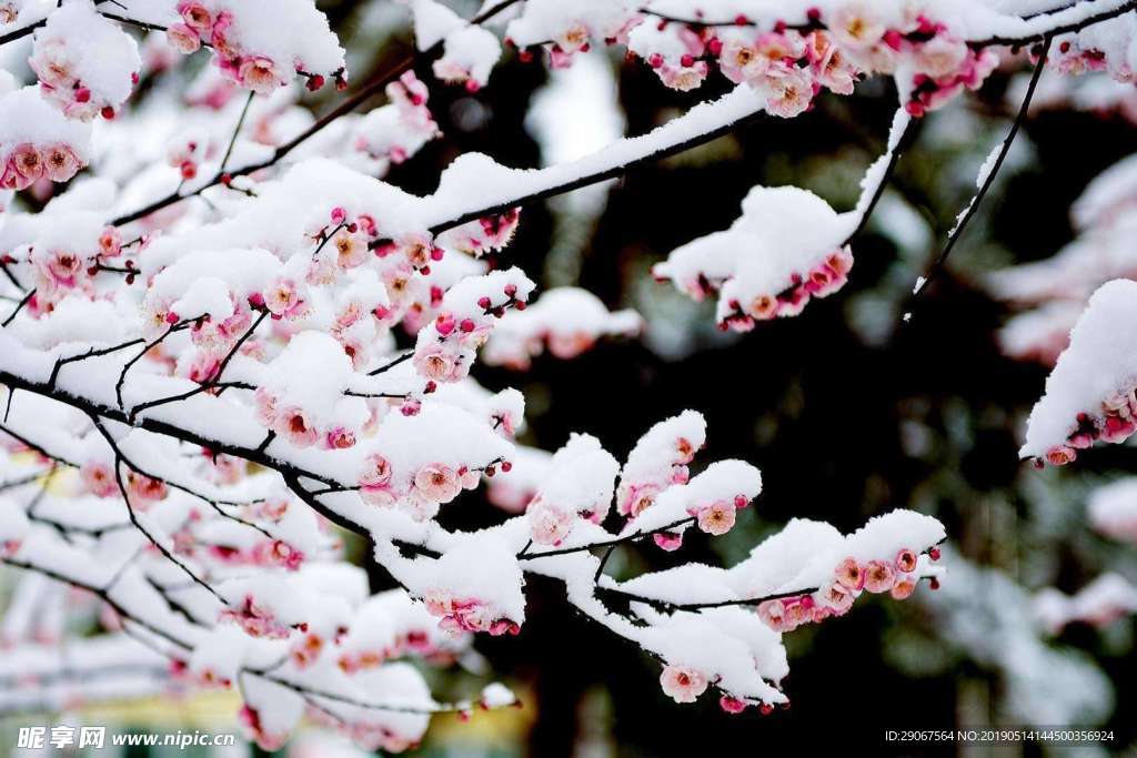 梅花雪景