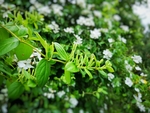 金银花草