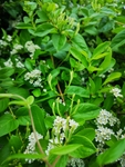 金银花