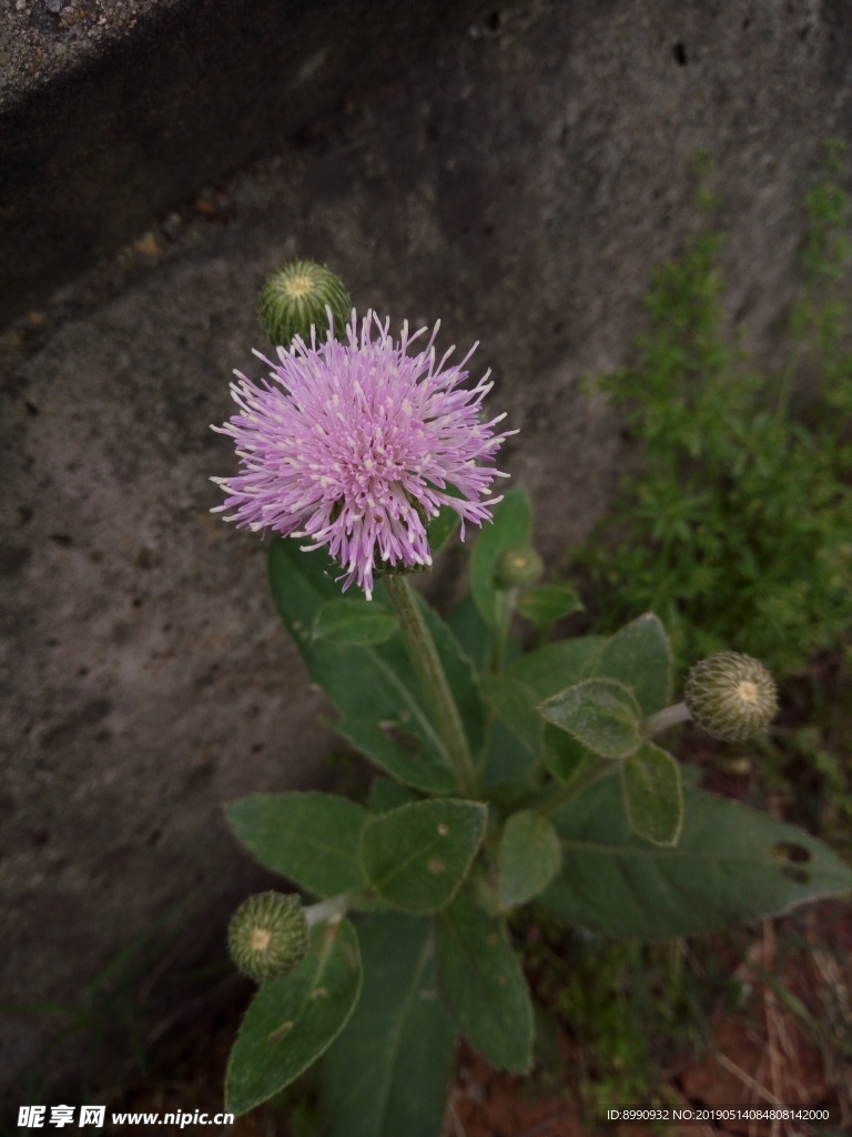 含羞花