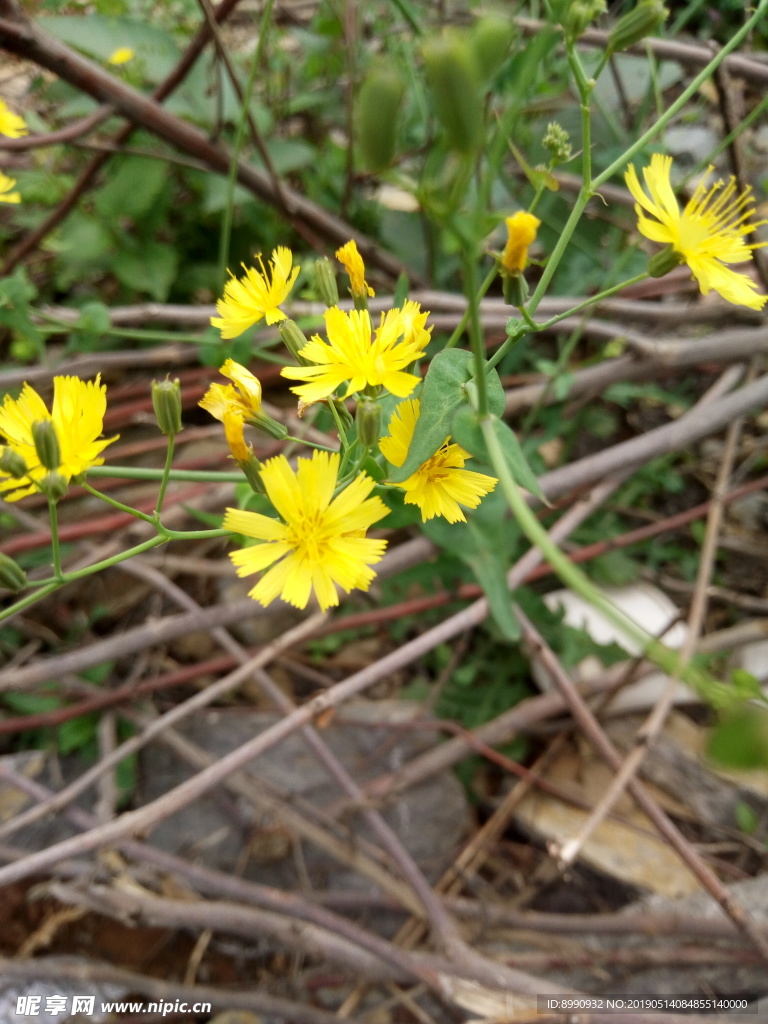 小黄花